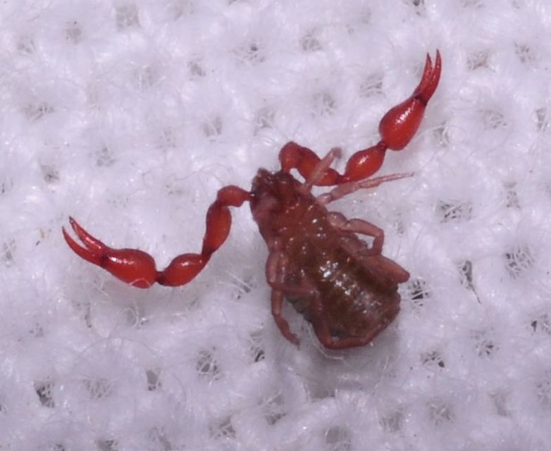 Pseudoscorpionida - Álskorpiók