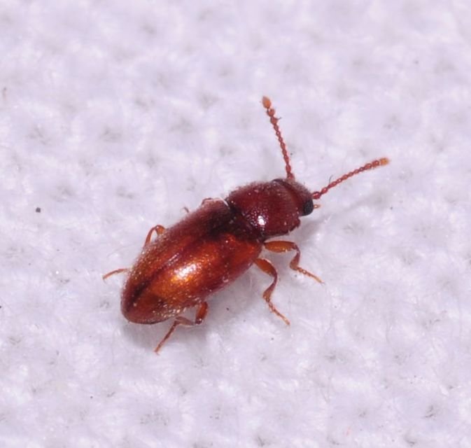 Cryptophagidae - penészbogárfélék