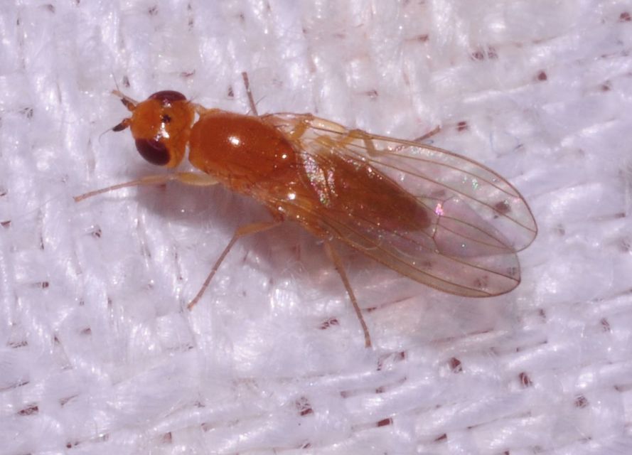 Psilidae - csupaszlegyek