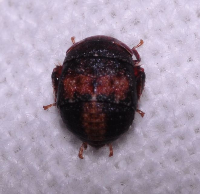 Penthimia nigra - fekete kabóca Penthimia nigra - fekete kabóca