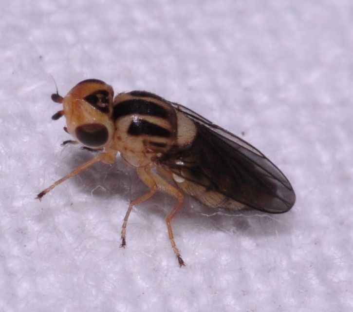 Chloropidae - gabonalegyek