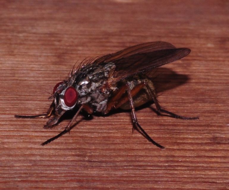 Phaoniinae