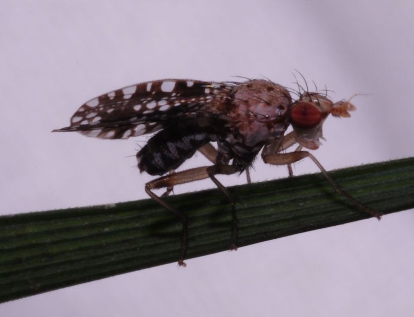 Trypetoptera punctulata - pirosszemű szarvaslégy