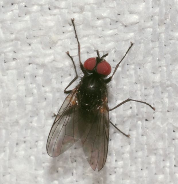 Anthomyiidae - viráglegyek