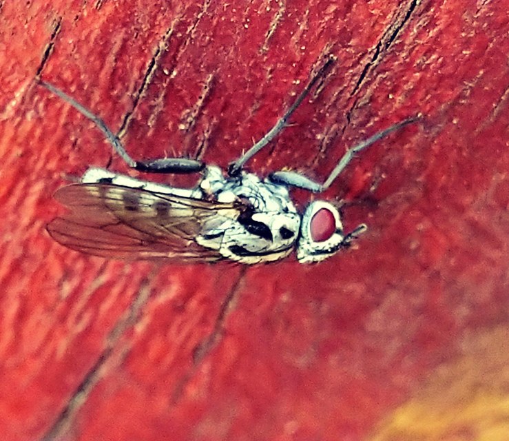 Eustalomyia