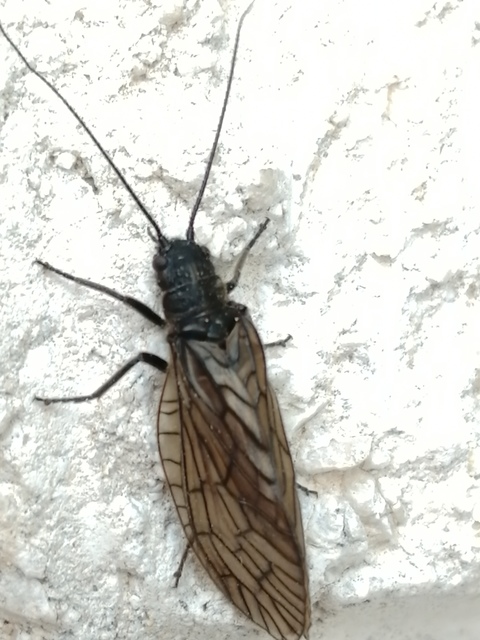 Sialis