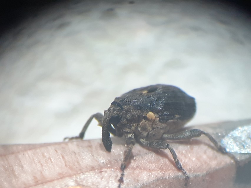 Stenocarus cardui - pipacsgyökér-ormányos