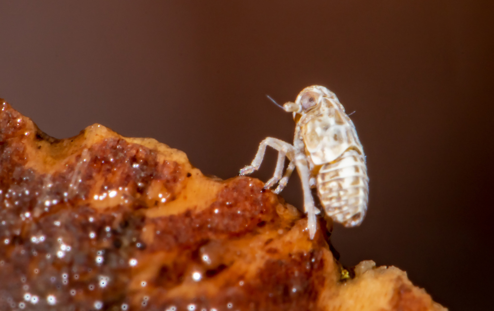 Delphacinae