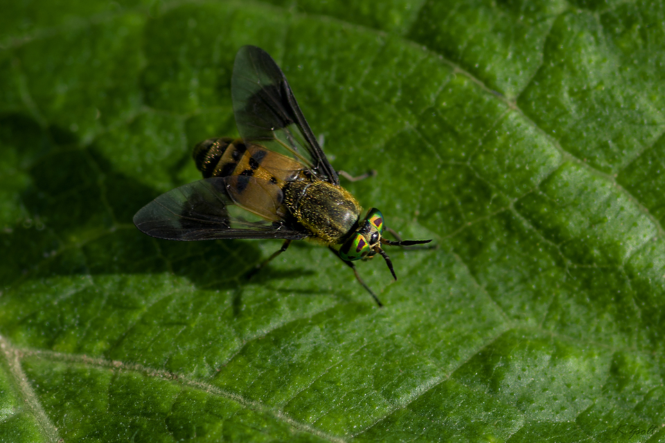Chrysops viduatus - egyfoltos pőcsik