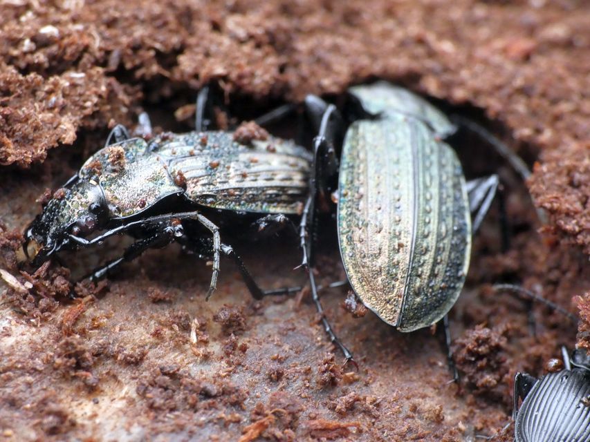Carabus granulatus - mezei futrinka