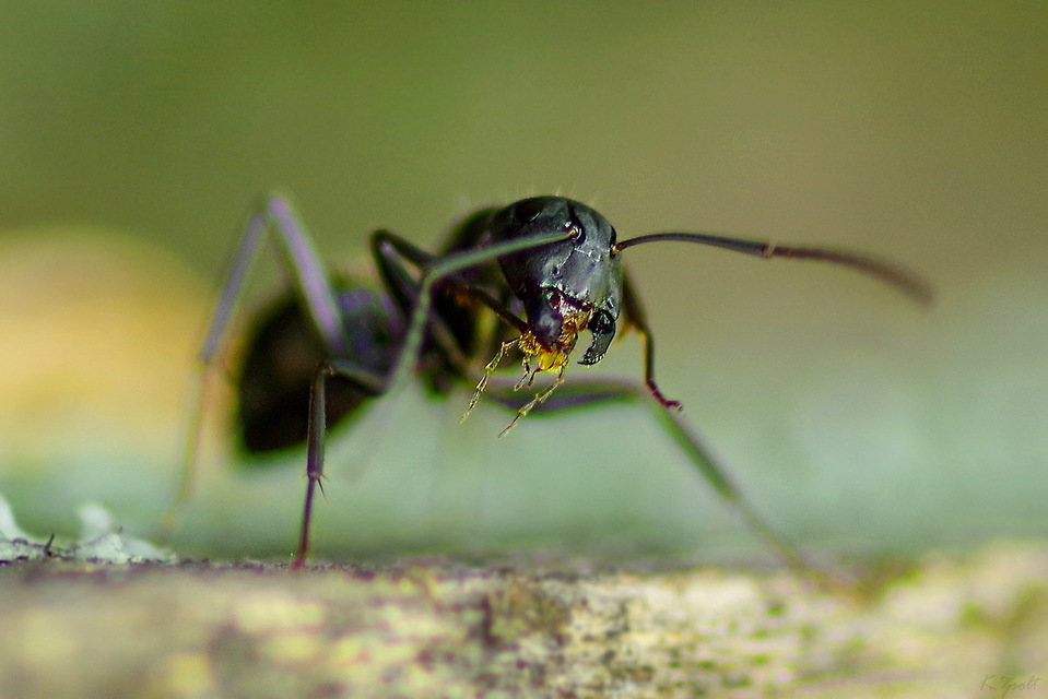 Camponotus vagus - fekete lóhangya