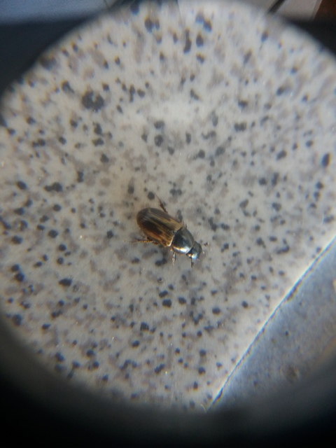 Aphodius prodromus - sárgalábú trágyabogár