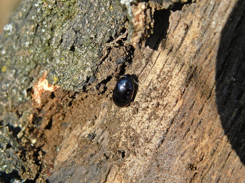 Platydema violaceum - fémkék taplóbogár