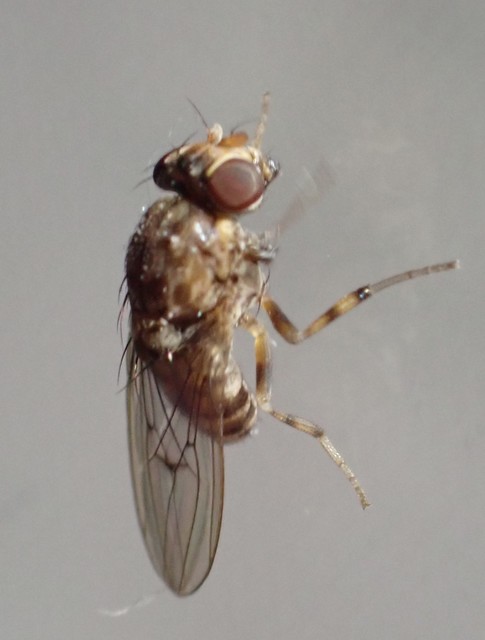 Drosophilidae - muslicafélék