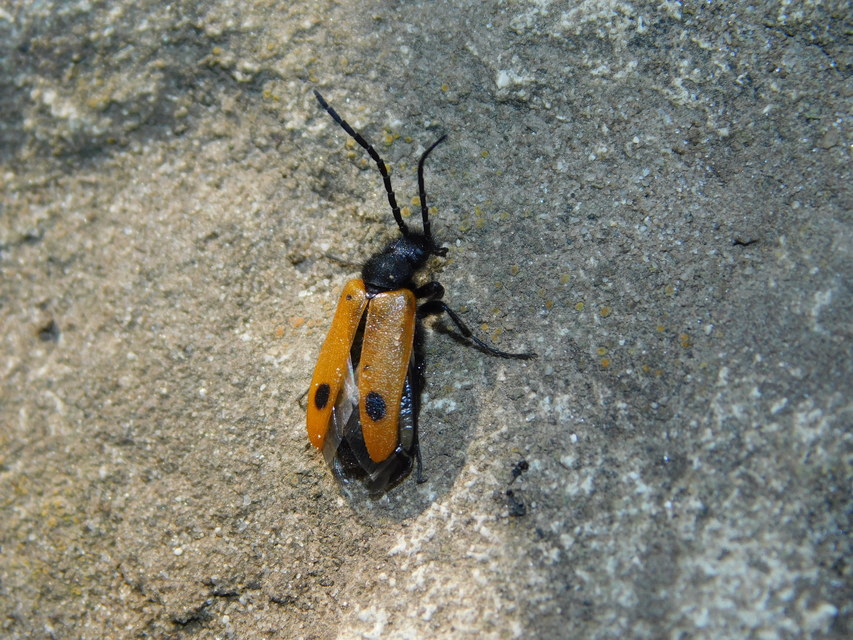 Apalus bimaculatus - kétfoltos élősdibogár