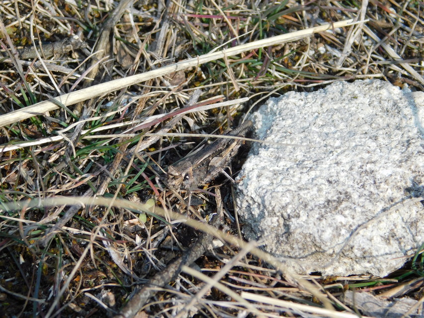 Acrotylus insubricus - önbeásósáska