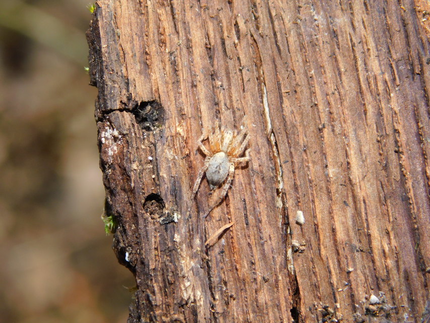 Anyphaena accentuata - jegyespók