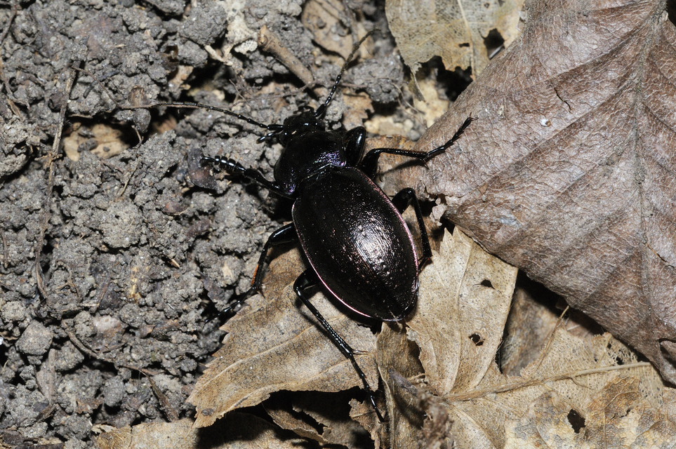 Carabus nemoralis - ligeti futrinka