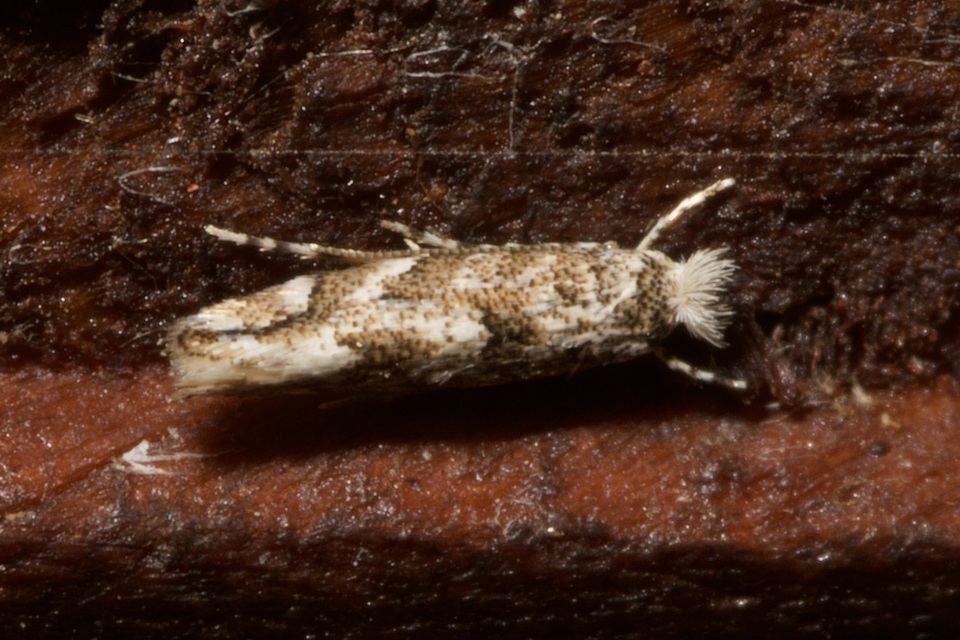 Phyllonorycter comparella - fehérnyár-sátorosmoly