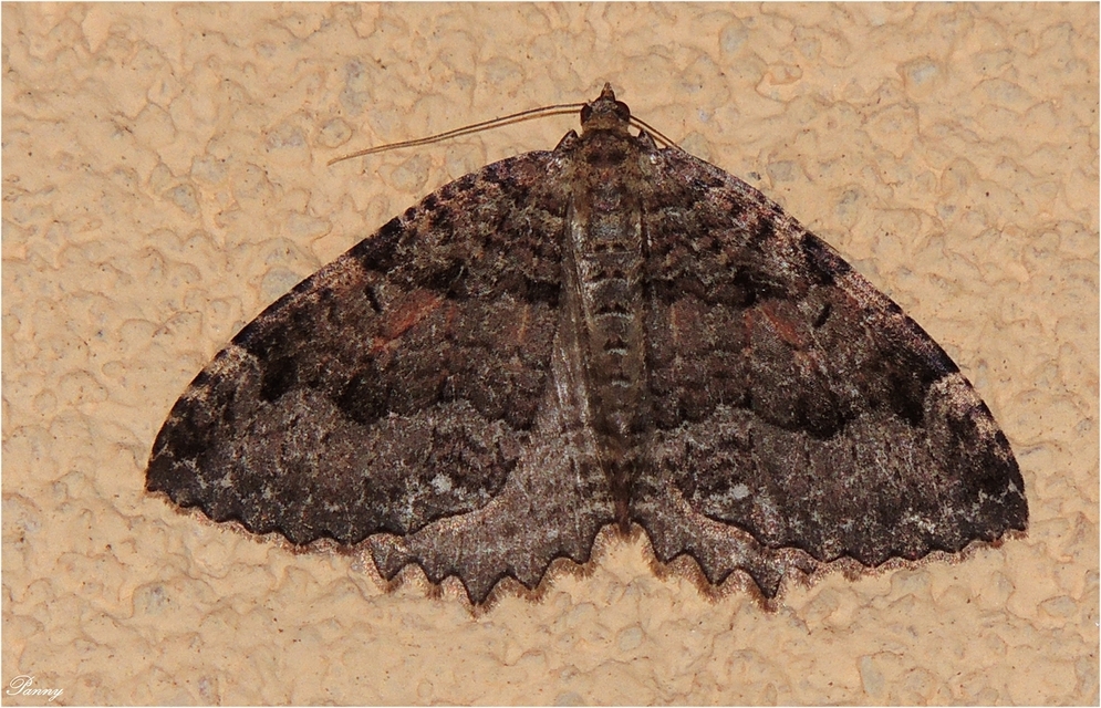 Triphosa dubitata - kutyabenge-araszoló