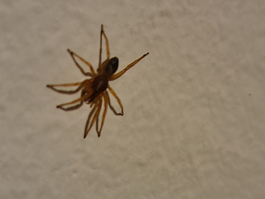 Dysderidae - fojtópókok