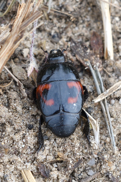 Hister quadrimaculatus - közönséges sutabogár