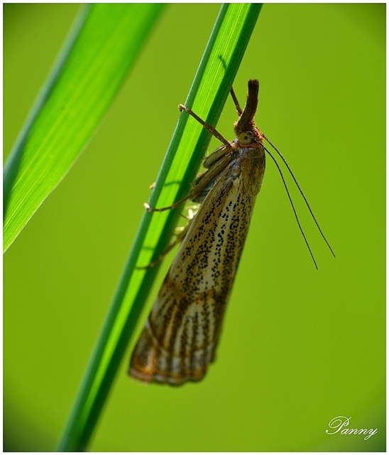 Thisanotia chrysonuchella - tavaszi fűgyökérmoly