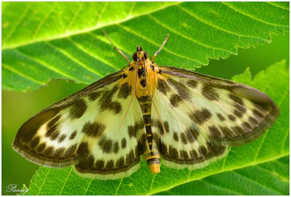 Anania hortulata - tarka csalánmoly