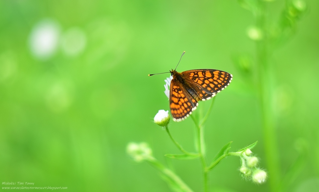 Melitaea athalia/aurelia/britomartis