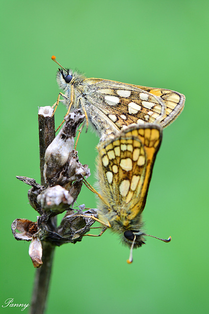 Carterocephalus palaemon - kockás busalepke