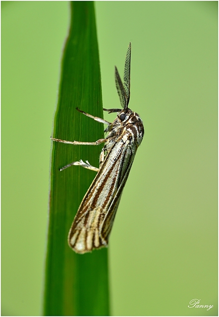 Spiris striata - csíkos molyszövő