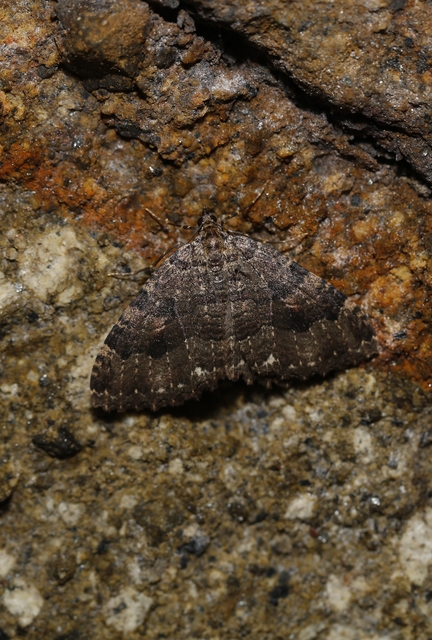 Triphosa dubitata - kutyabenge-araszoló