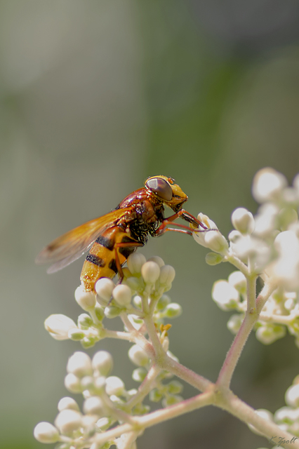 Volucella zonaria - kétöves pihelégy