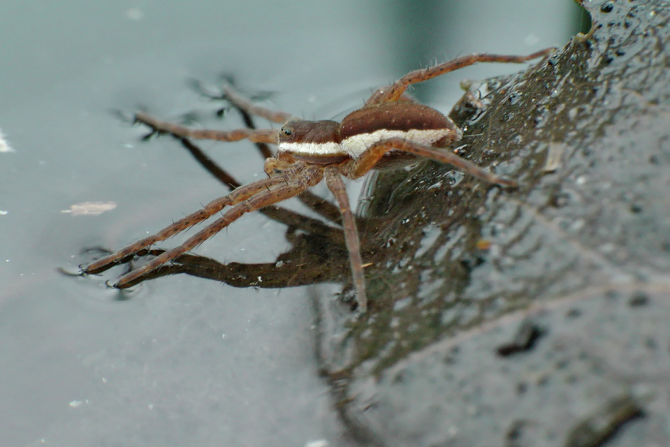 Dolomedes plantarius/fimbriatus