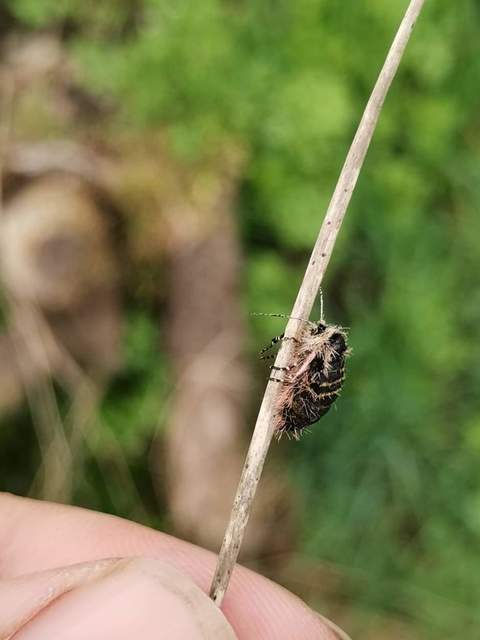 Lycia zonaria - öves tavasziaraszoló
