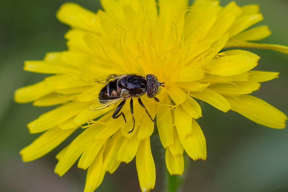 Eristalinus sepulchralis - fekete foltosszeműlégy