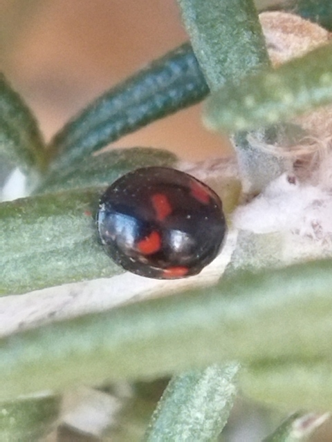 Exochomus quadripustulatus - négyfoltos szerecsenkata