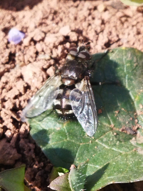 Ernestia puparum