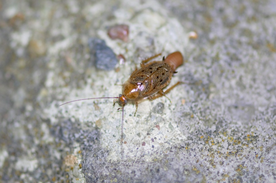 Ectobiidae