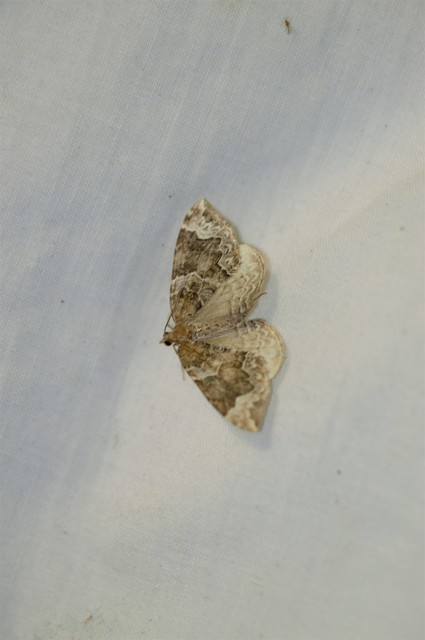 Eulithis prunata - kökény-tarkaaraszoló