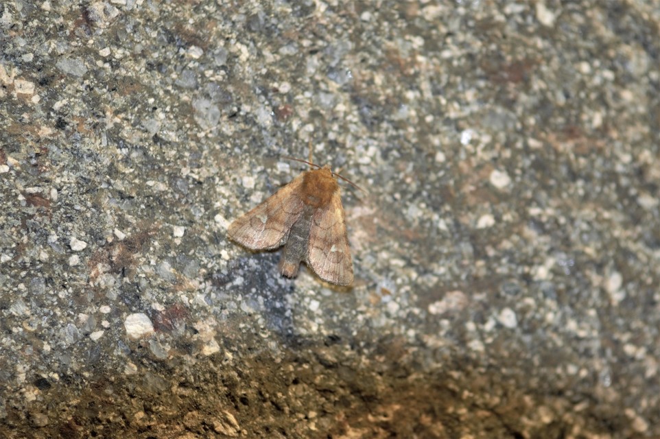 Eriopygodes imbecilla - butabagoly