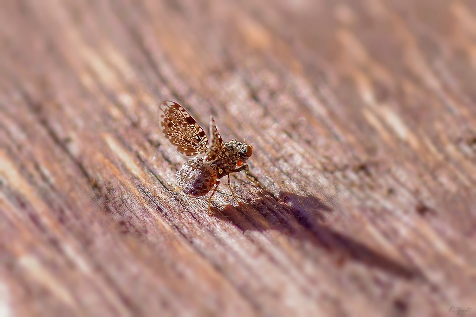 Callopistromyia annulipes - pávalégy