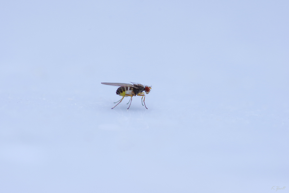 Drosophilidae - muslicafélék