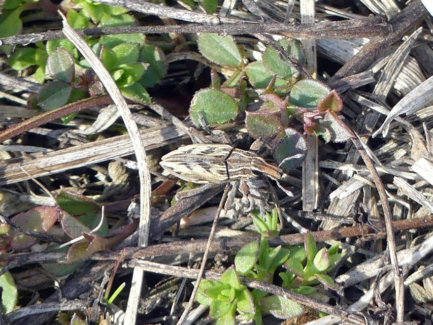 Coniocleonus nigrosuturatus - nyíljegyes barkó