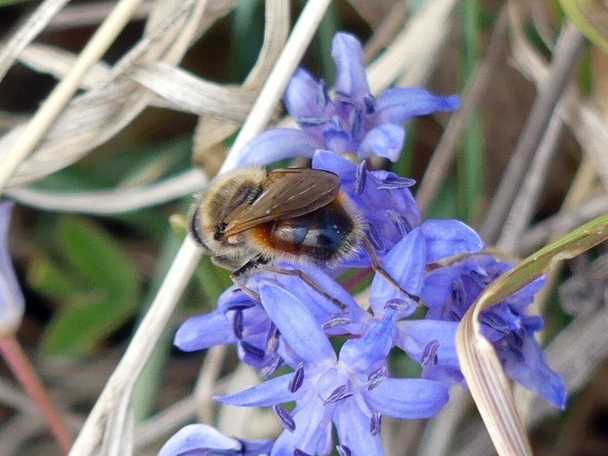 Merodon