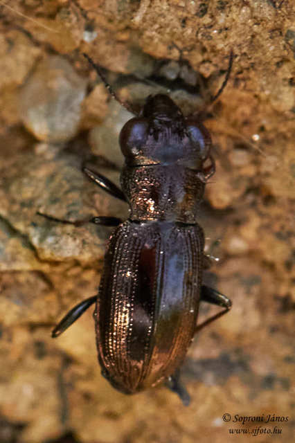 Notiophilus rufipes - vöröslábú szemesfutó