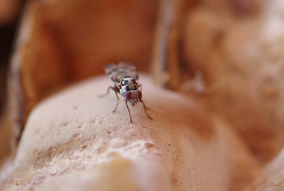 Myennis octopunctata