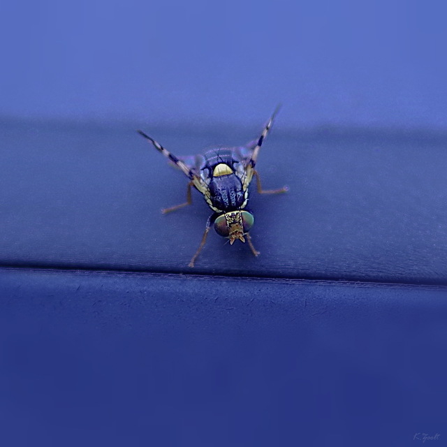 Tephritidae - fúrólégyfélék