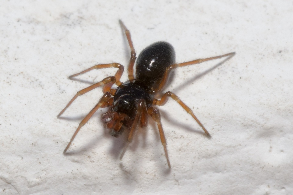 Linyphiidae - vitorláspókok