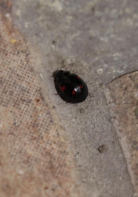 Exochomus quadripustulatus - négyfoltos szerecsenkata